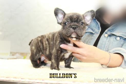成約済の東京都のフレンチブルドッグ-155081の1枚目