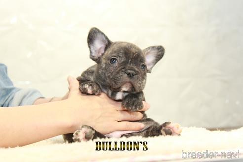 成約済の東京都のフレンチブルドッグ-155081の6枚目