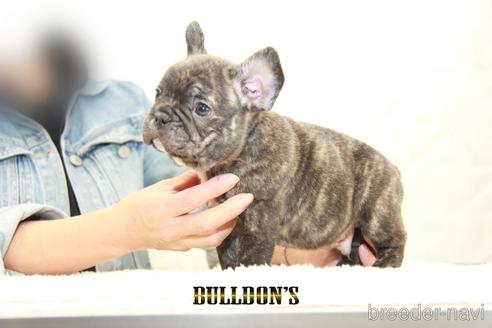 成約済の東京都のフレンチブルドッグ-155081の5枚目