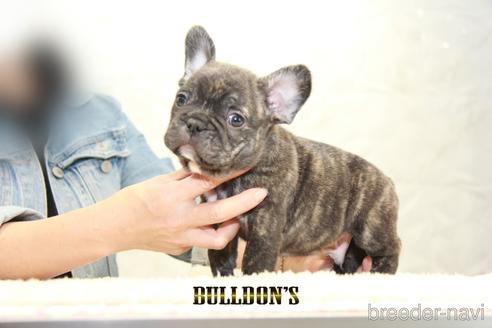 成約済の東京都のフレンチブルドッグ-155081の2枚目