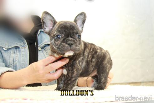 成約済の東京都のフレンチブルドッグ-155083の1枚目