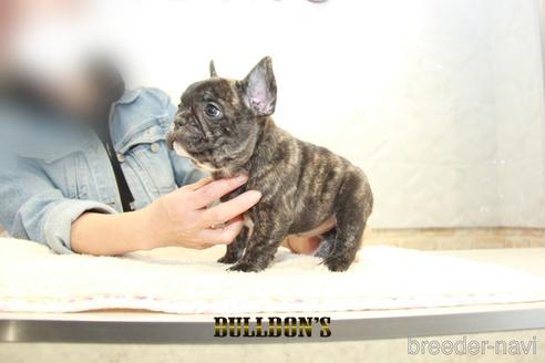 成約済の東京都のフレンチブルドッグ-155083の6枚目