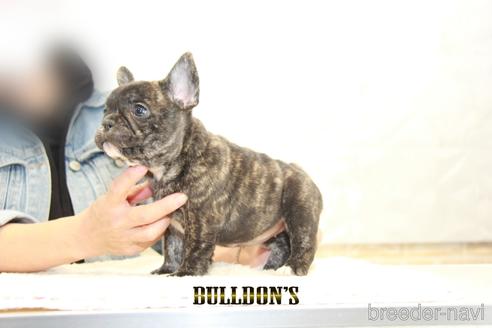 成約済の東京都のフレンチブルドッグ-155083の3枚目