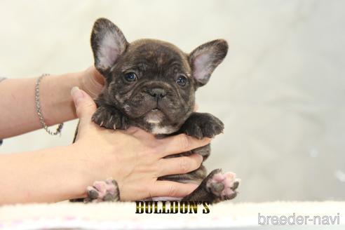 成約済の東京都のフレンチブルドッグ-155085の1枚目