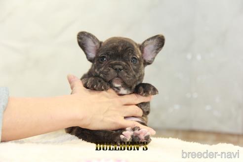 成約済の東京都のフレンチブルドッグ-155085の6枚目