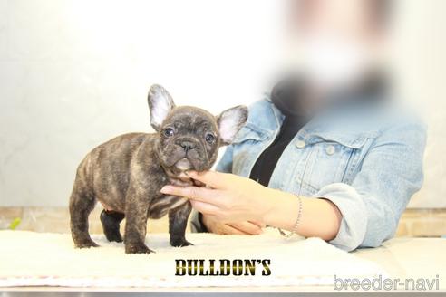 成約済の東京都のフレンチブルドッグ-155085の5枚目