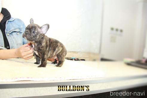 成約済の東京都のフレンチブルドッグ-155085の4枚目