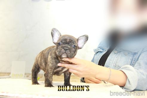 成約済の東京都のフレンチブルドッグ-155085の2枚目