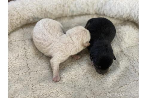 成約済の岡山県の豆柴-155086の7枚目