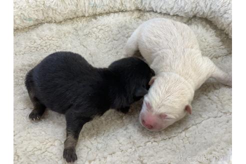 成約済の岡山県の豆柴-155086の6枚目