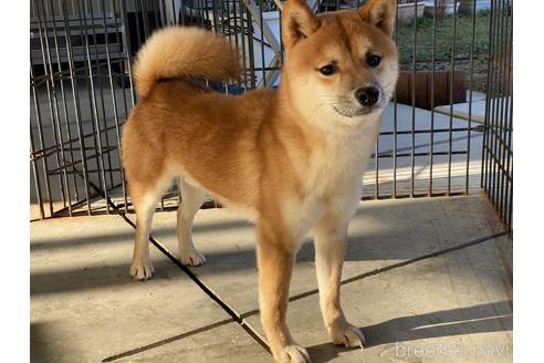 成約済の岡山県の豆柴-155088の1枚目