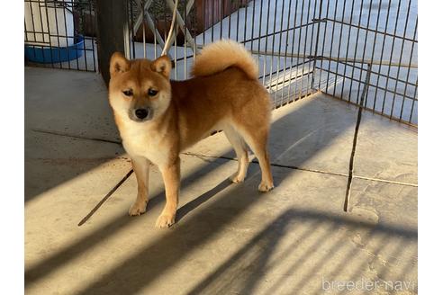 成約済の岡山県の豆柴-155088の5枚目