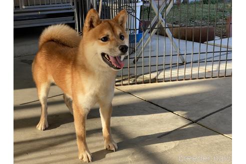 成約済の岡山県の豆柴-155088の3枚目