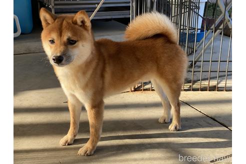 成約済の岡山県の豆柴-155088の2枚目