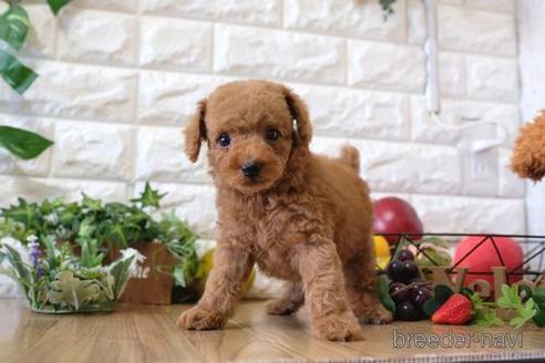 成約済の滋賀県のトイプードル-153323の1枚目