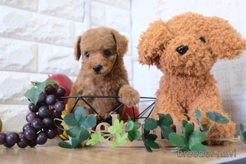 成約済の滋賀県のトイプードル-153323の5枚目