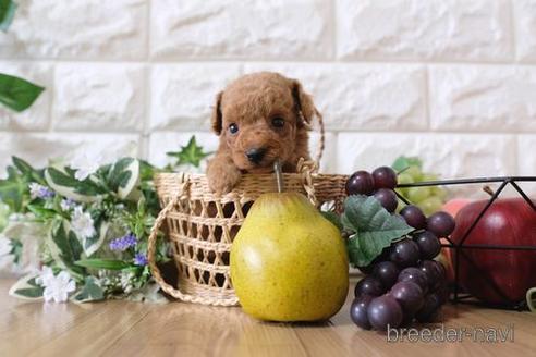 成約済の滋賀県のトイプードル-153323の3枚目