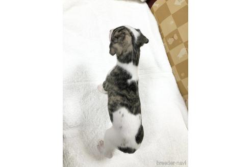 成約済の大阪府のウィペット-155092の3枚目