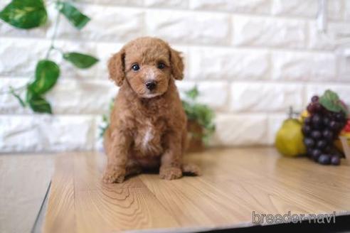 成約済の滋賀県のトイプードル-153325の1枚目