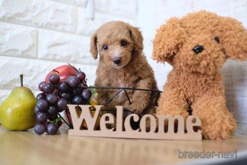 成約済の滋賀県のトイプードル-153325の5枚目