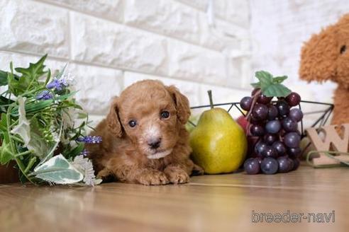 成約済の滋賀県のトイプードル-153325の3枚目