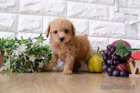 成約済の滋賀県のトイプードル-153327の1枚目