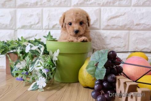 成約済の滋賀県のトイプードル-153327の5枚目