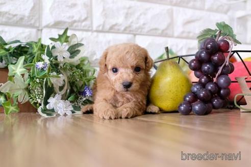 成約済の滋賀県のトイプードル-153327の3枚目