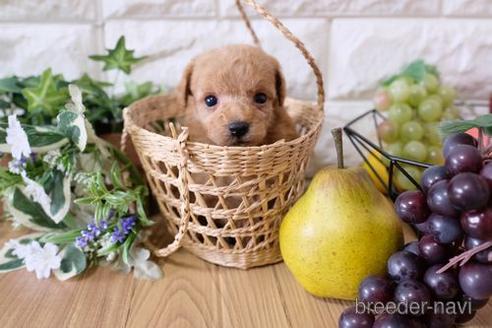 成約済の滋賀県のトイプードル-153327の2枚目