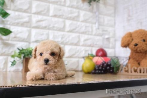 成約済の滋賀県のトイプードル-153328の5枚目