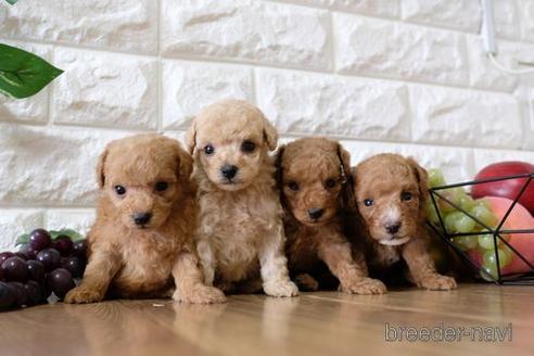 成約済の滋賀県のトイプードル-153328の4枚目