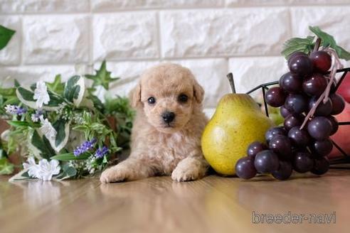 成約済の滋賀県のトイプードル-153328の3枚目