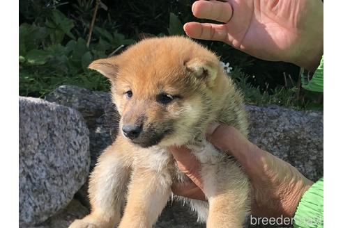 成約済の愛知県の柴犬-155101の1枚目