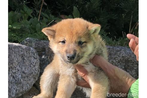 成約済の愛知県の柴犬-155101の7枚目