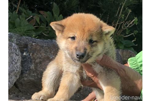 成約済の愛知県の柴犬-155101の6枚目