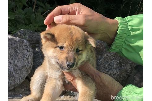 成約済の愛知県の柴犬-155101の4枚目