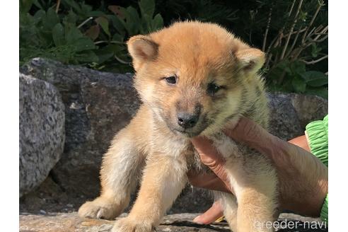 成約済の愛知県の柴犬-155101の3枚目