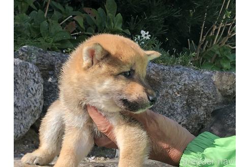 成約済の愛知県の柴犬-155101の2枚目