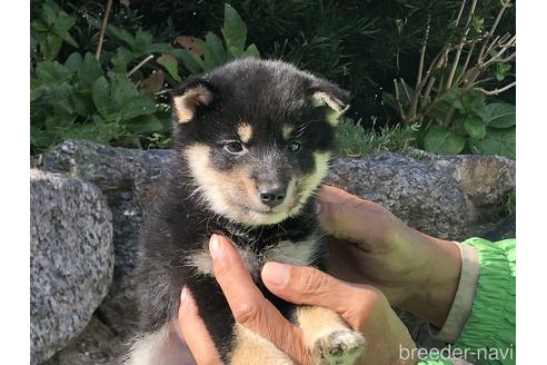 成約済の愛知県の柴犬-155103の9枚目