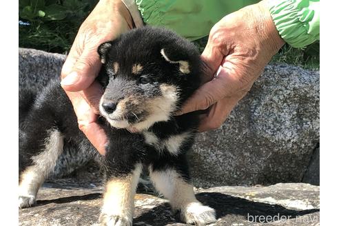 成約済の愛知県の柴犬-155103の5枚目