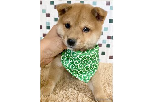 成約済の茨城県の豆柴-154543の2枚目