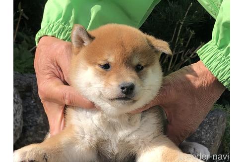 成約済の愛知県の柴犬-155104の7枚目