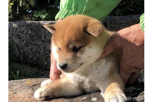 成約済の愛知県の柴犬-155104の6枚目