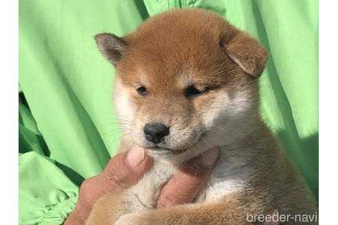 成約済の愛知県の柴犬-155104の1枚目