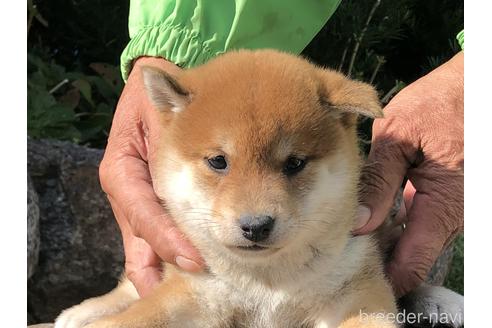 成約済の愛知県の柴犬-155104の4枚目