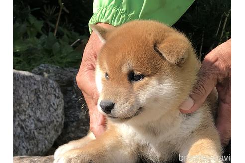 成約済の愛知県の柴犬-155104の3枚目