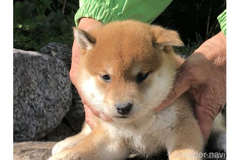 成約済の愛知県の柴犬-155104の2枚目