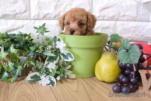 成約済の滋賀県のトイプードル-153331の1枚目
