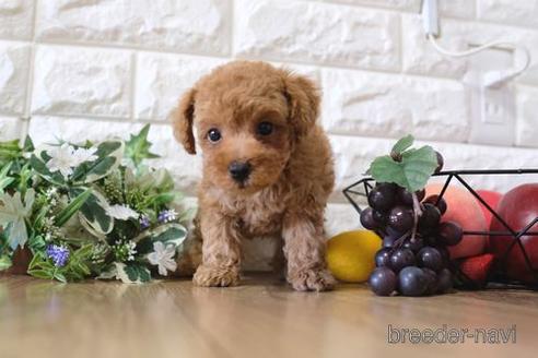 成約済の滋賀県のトイプードル-153331の4枚目