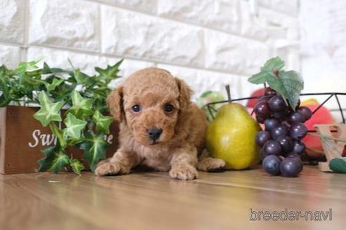 成約済の滋賀県のトイプードル-153331の3枚目